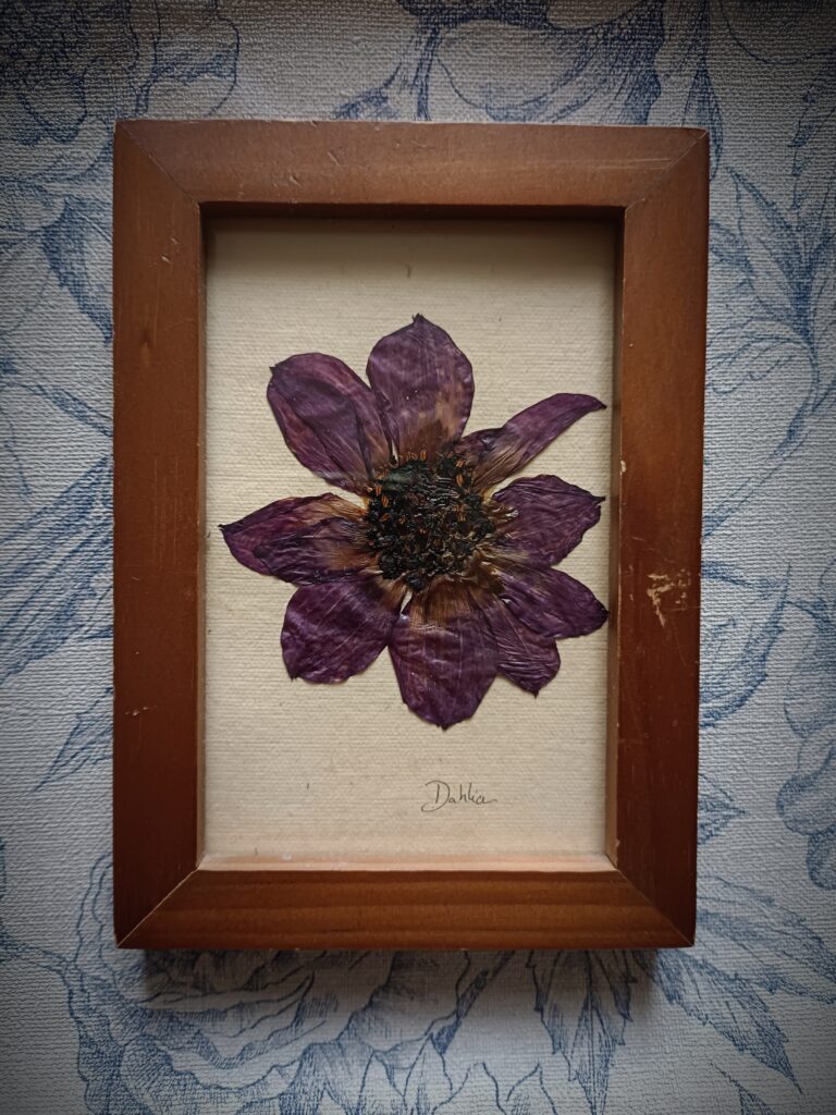 Cadre herbier Dahlia