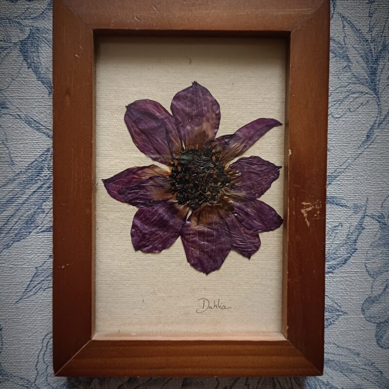 Cadre herbier Dahlia