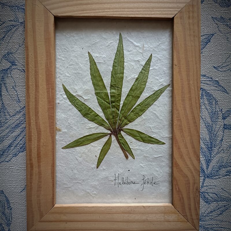 Cadre herbier Hellébore Fétide