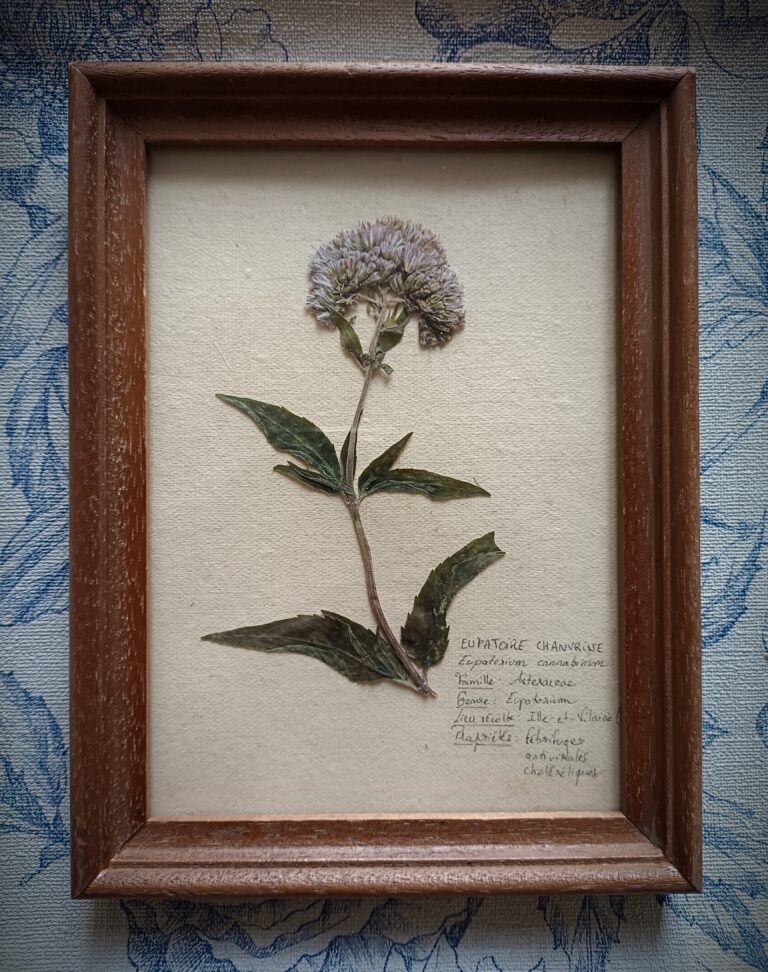 Cadre herbier Eupatoire Chanvrine