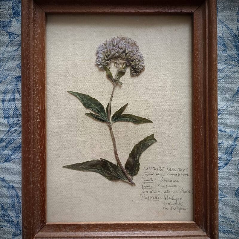 Cadre herbier Eupatoire Chanvrine