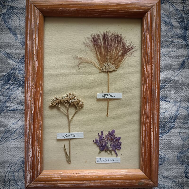 Cadre herbier fleurs séchées