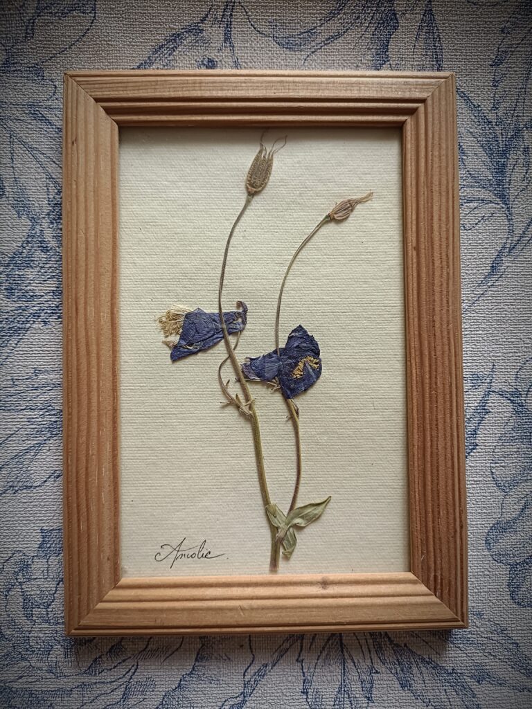 Cadre herbier Ancolie