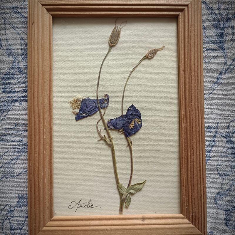 Cadre herbier Ancolie