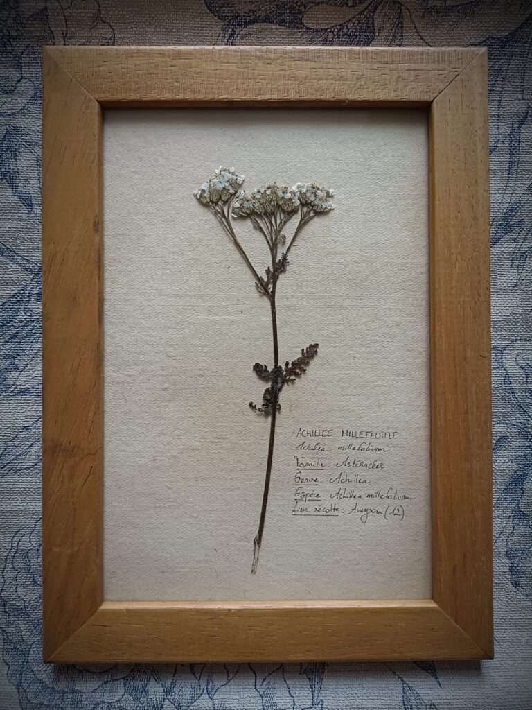 Cadre herbier Achillée Millefeuille