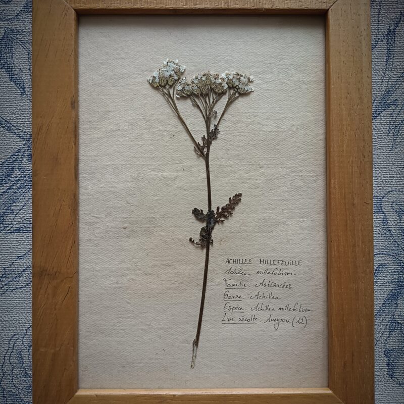 Cadre herbier Achillée Millefeuille