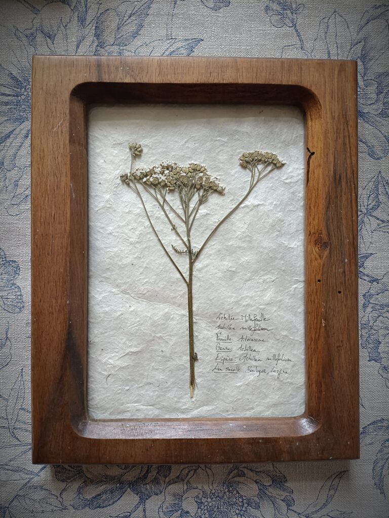 Cadre herbier Achillée Millefeuille