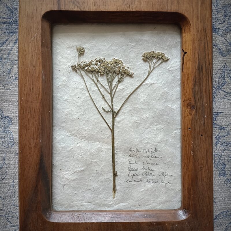 Cadre herbier Achillée Millefeuille