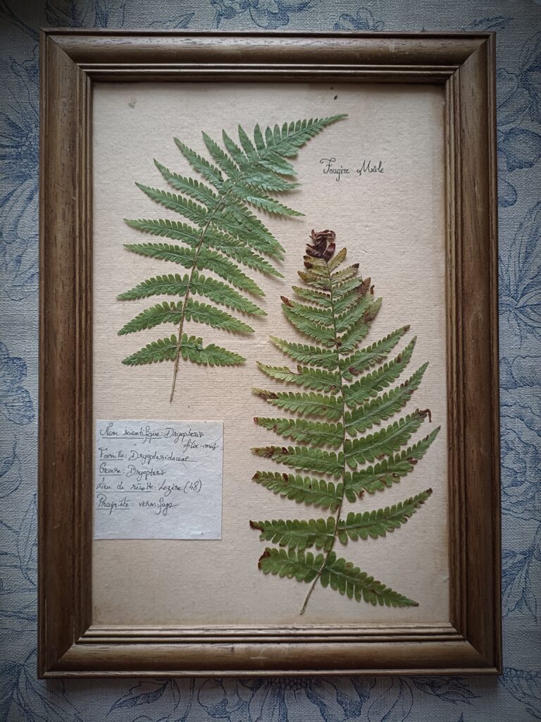 Cadre herbier Fougère Mâle