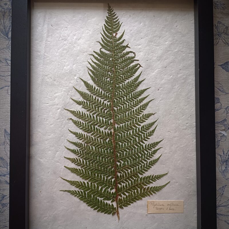 Cadre herbier Polystic à soies